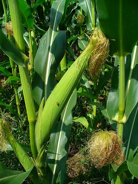 Female inflorescence (or "ear") of Zea mays subsp. mays - photo credit: wikimedia commons