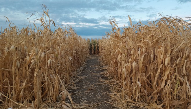 corn-maze-2