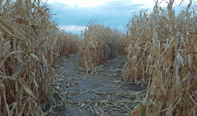 corn-maze-4