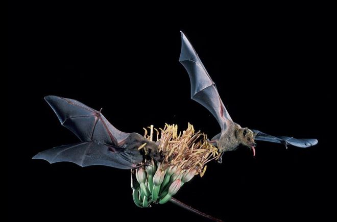 Leptonycteris curasoae - photo credit: wikimedia commons