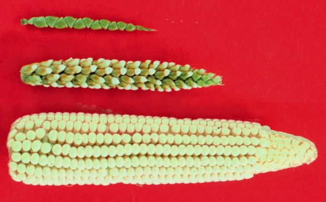 Teosinte, teosinte-maize hybrid, and maize - photo credit: wikimedia commons