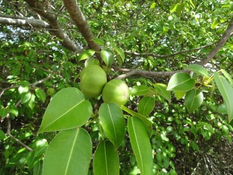 Manchineel tree a.k.a. little apple of death (Hippomane mancinella) - photo credit: www.eol.org