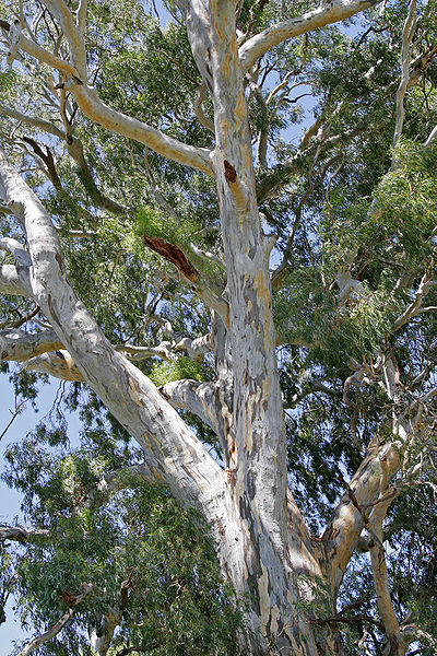 Red River Gum Tree Eucalyptus camaldulensis - photo credit: wikimedia commons