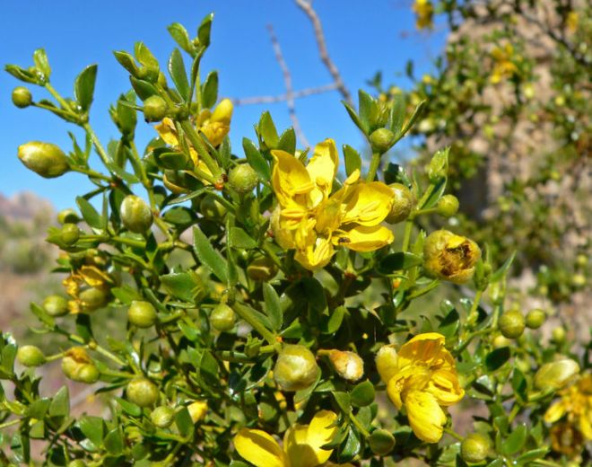 Creasote Bush (Larrea tridentata) - photo credit: wikimedia commons