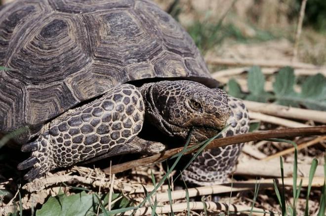 Desert Tortoise (Gopherus agassizii) - photo credit: wikimedia commons