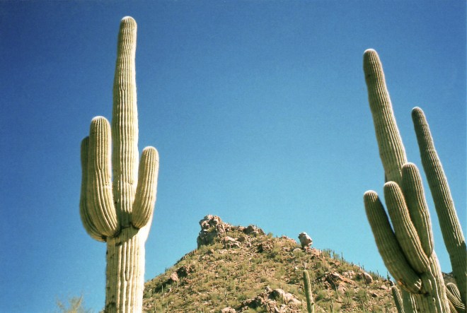 Saguaro cactus (Carnegiea gigantea) - photo credit: wikimedia commons