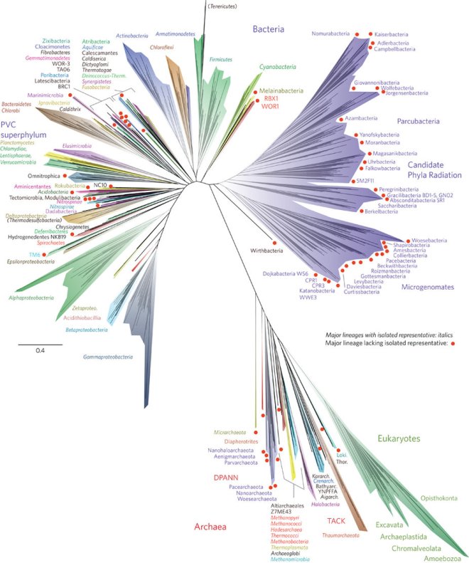 Current representation of the tree of life. Microorganisms clearly dominate. (image credit: nature microbiology)