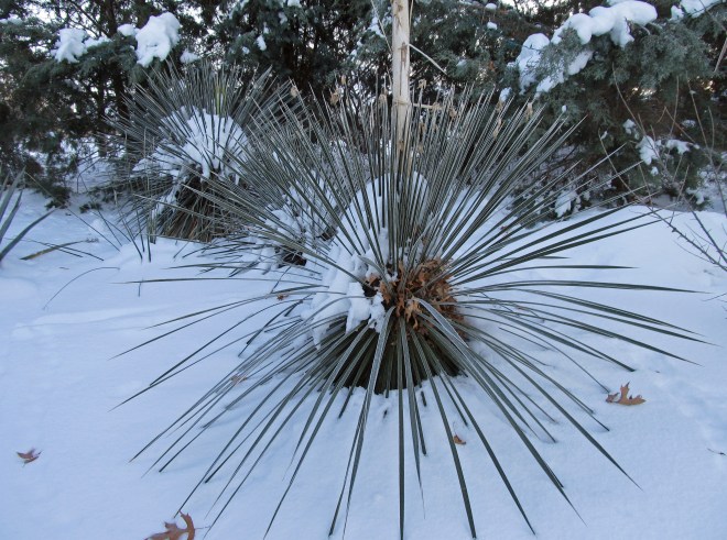 Yucca in the snow at Idaho Botanical Garden in Boise, Idaho