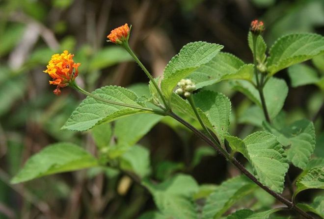 Introduced to New Zealand from the American tropics, largeleaf lantana (Lantana camara) forms dense thickets that can outcompete native plant species. (photo credit: wikimedia commons)