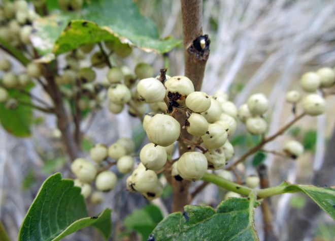 The fruits of poison ivy (Toxicodendron radicans) - photo credit: Daniel Murphy