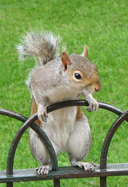 Eastern gray squirrel (Sciurus carolinensis) - photo credit: wikimedia commons
