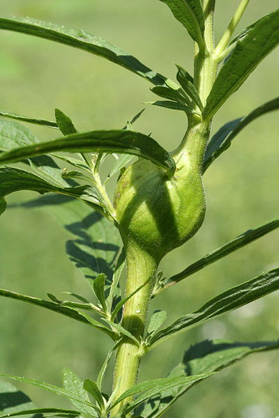 This is a ball gall on a tall goldenrod (Solidago altissima). The first episode of The Field Guides is all about the fascinating world of goldenrod galls. (photo credit: wikimedia commons)