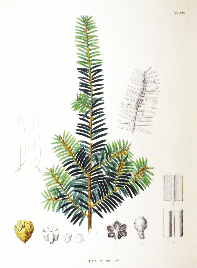 Japanese yew (Taxus cuspidata) - photo credit: wikimedia commons