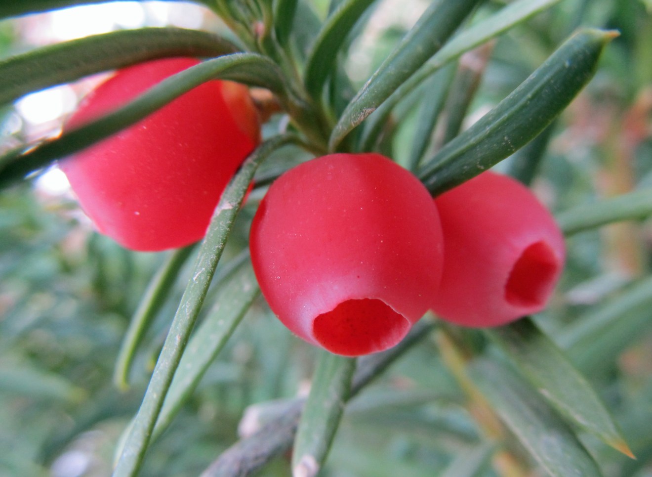 Poisonous Plants Yews awkward botany