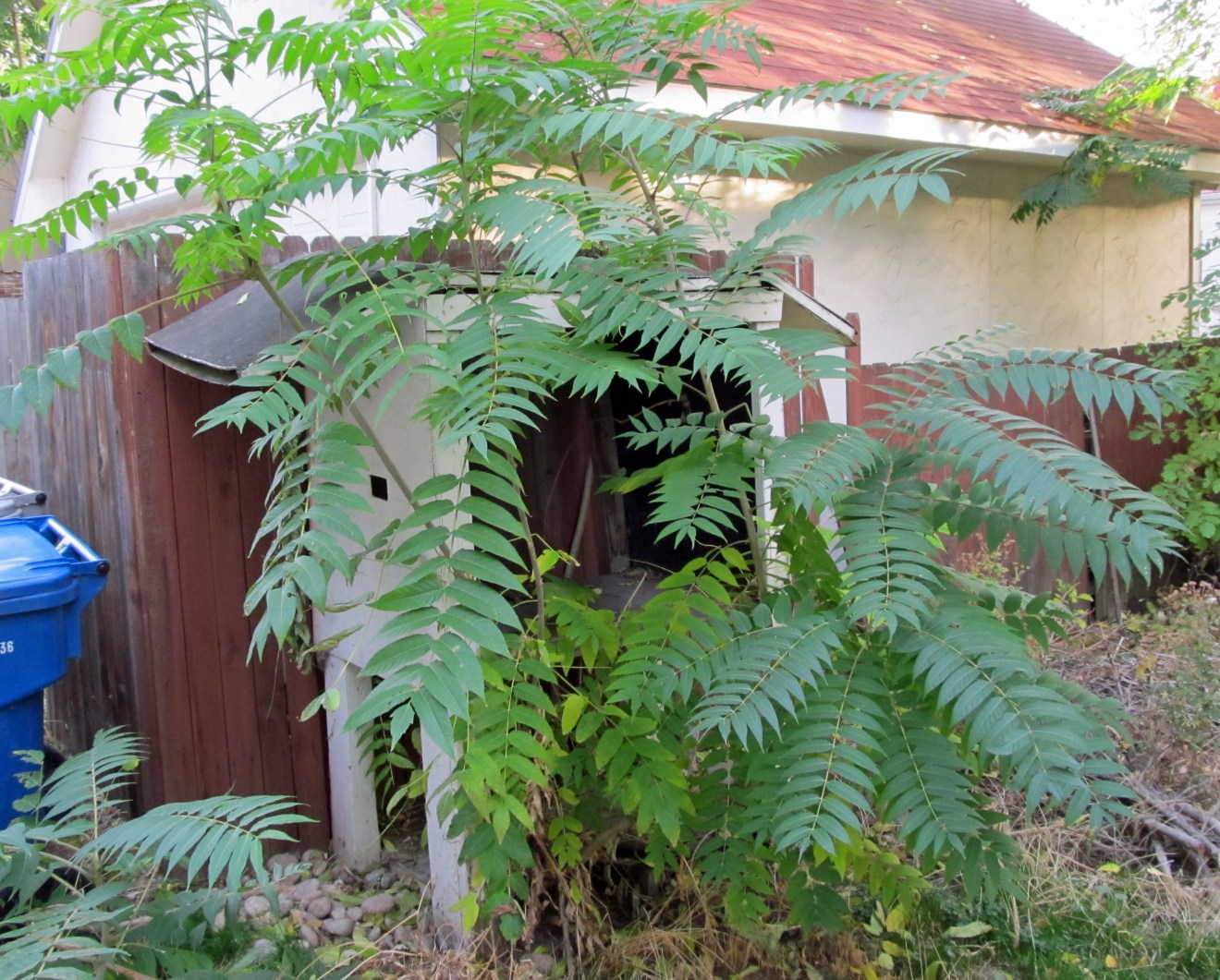 Is There a Place for Weeds in Urban Ecosystems? – awkward botany