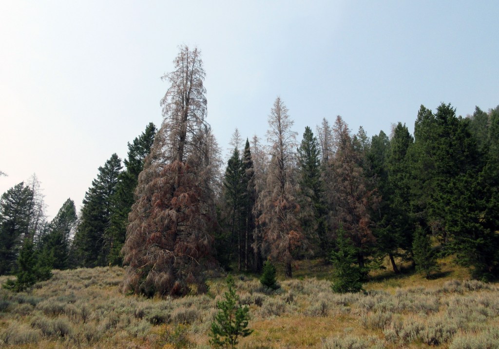 dead trees – awkward botany