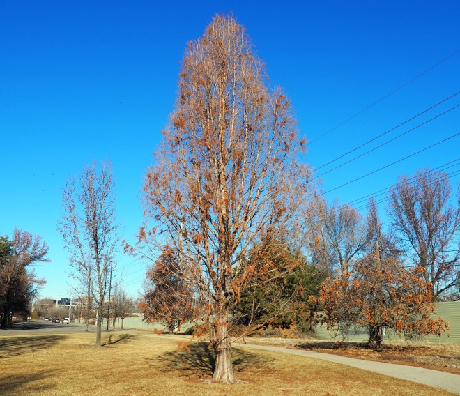 My Review of Decurrent Trees – awkward botany