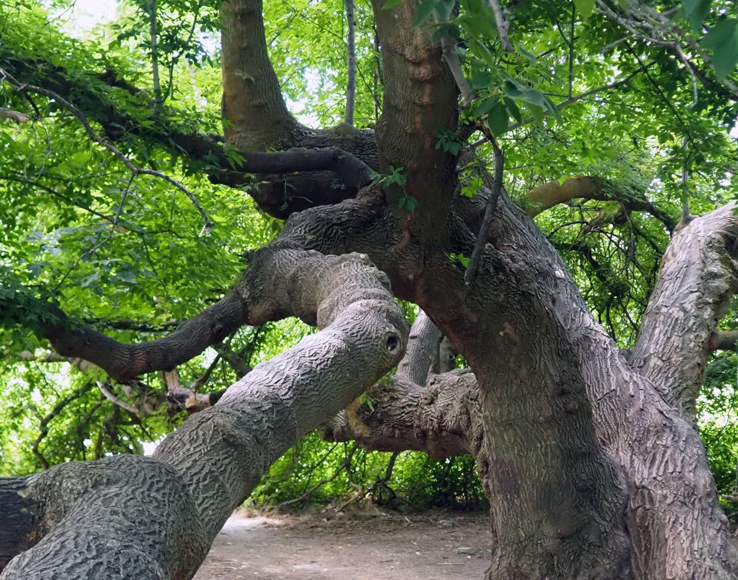 Winter Trees and Shrubs: Box Elder – awkward botany